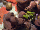 DSC00010a