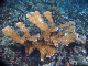DSC00059a