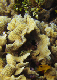 DSC00067a