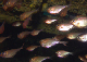 DSC00110