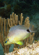 DSC00217