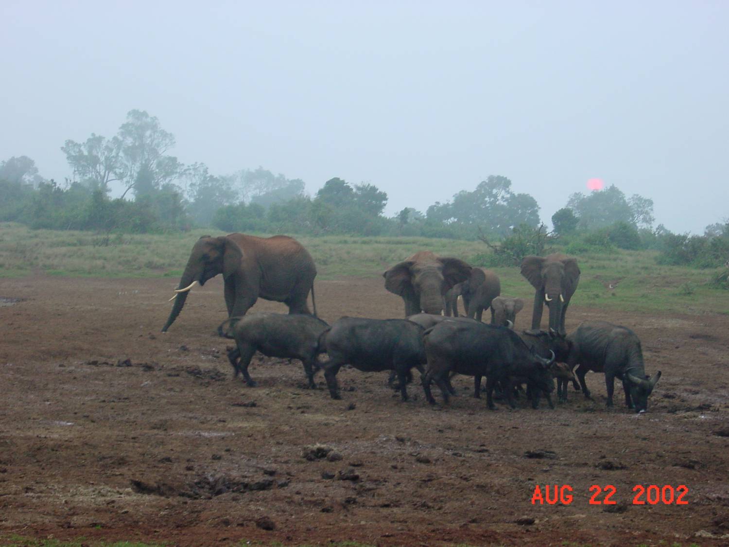 Elephants and Buffaloes