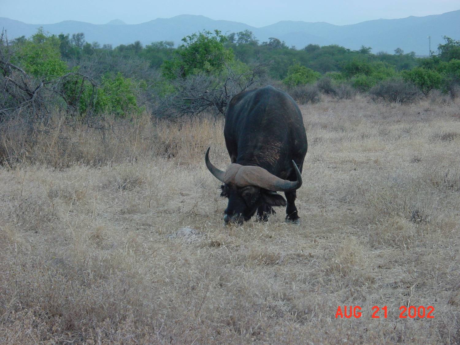 Cape Buffalo
