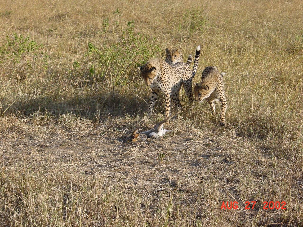Cheetahs