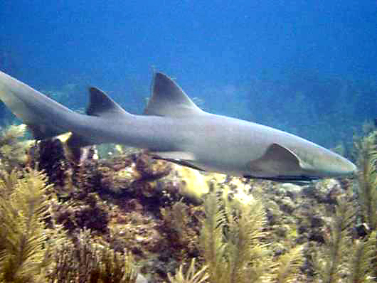Nurse Shark