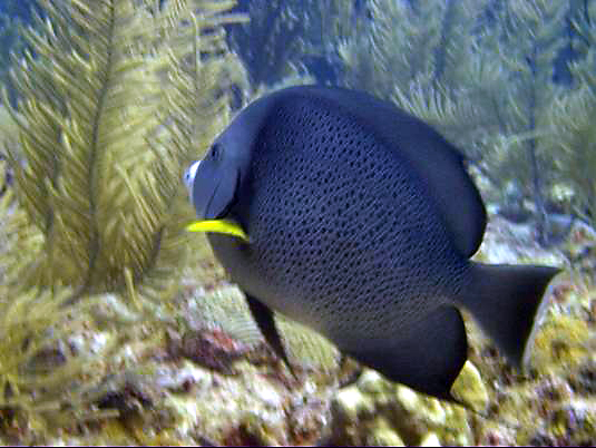 French Angelfish