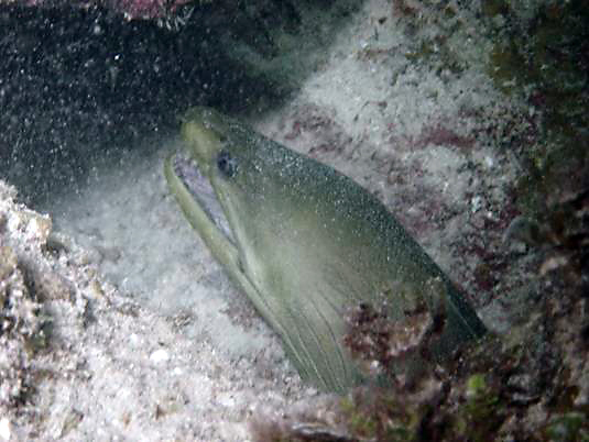 Green Moray Eel