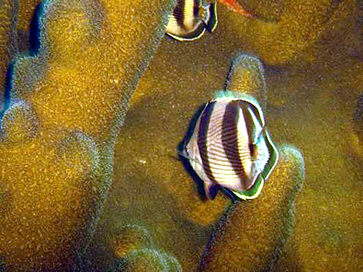 Banded Butterflyfish