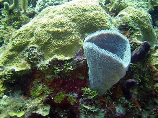 A Variety of Sponge
