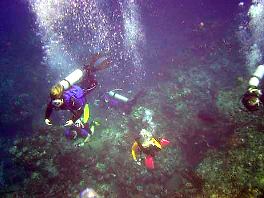 Karen (Pink Fins)
