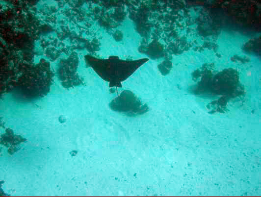 Spotted Eagle Ray