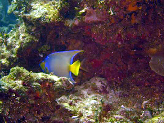 Queen Angelfish