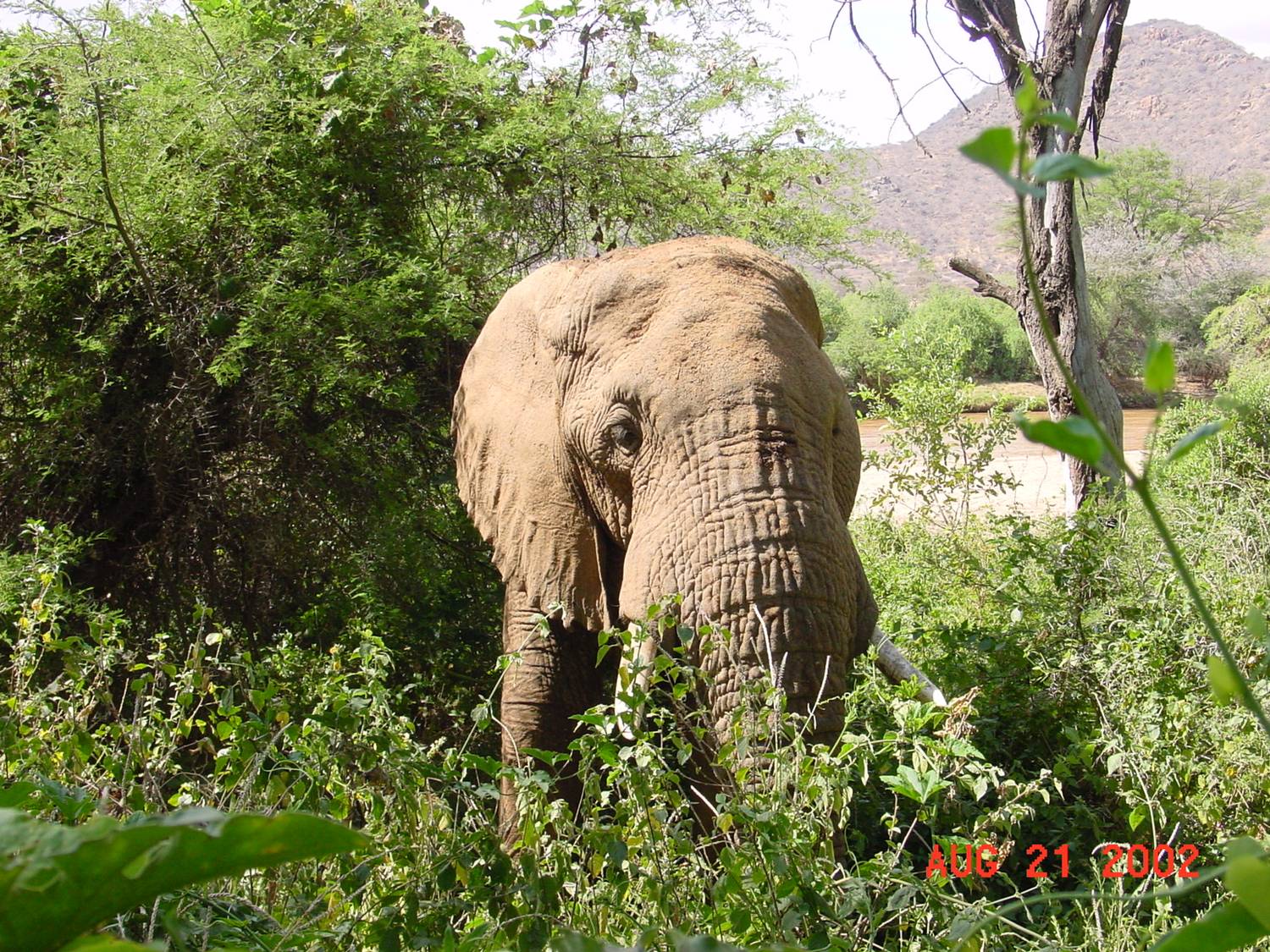 Elephant