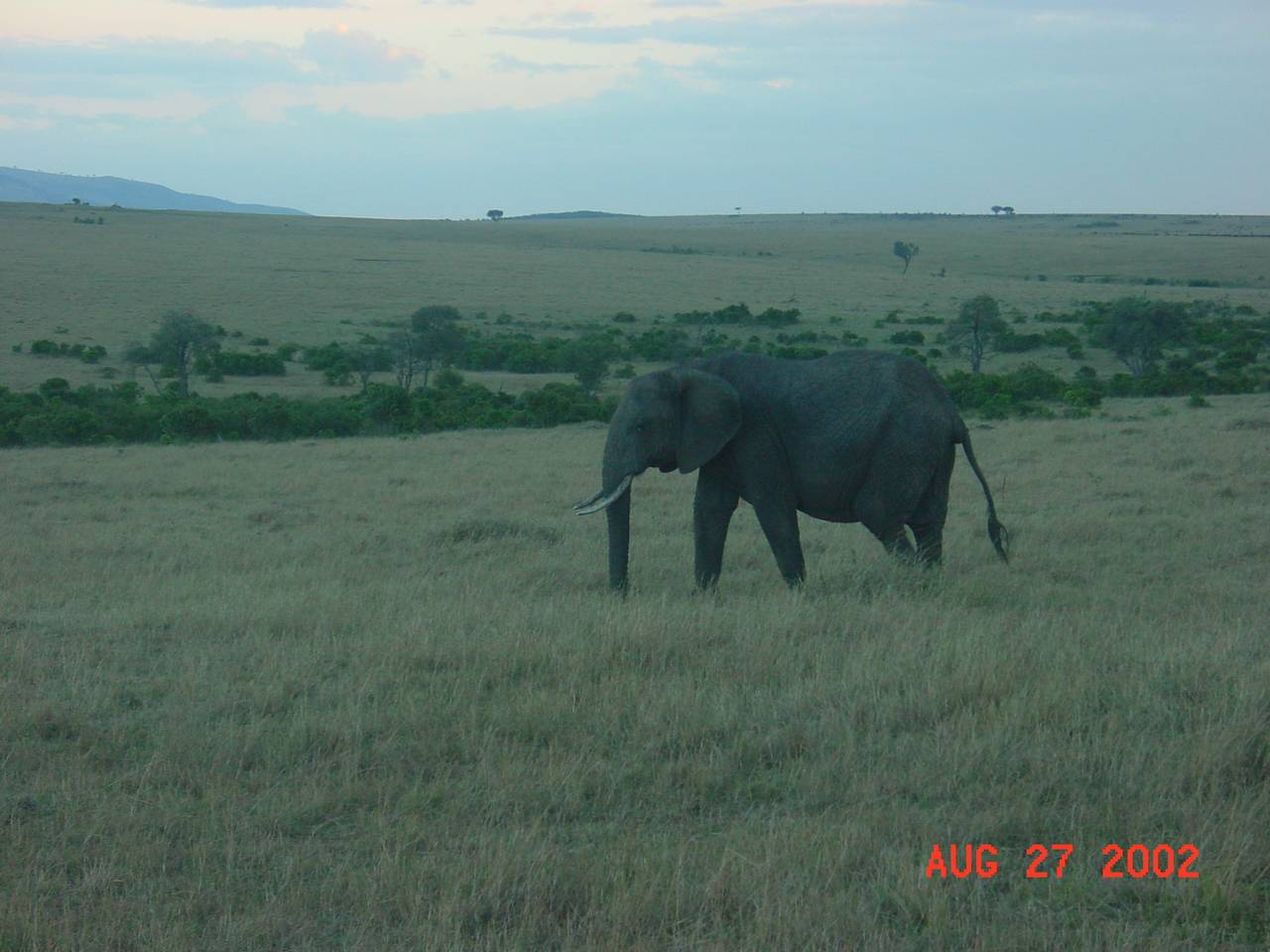 Elephant