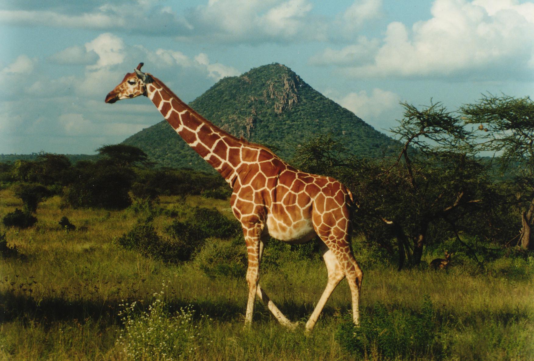 Giraffe