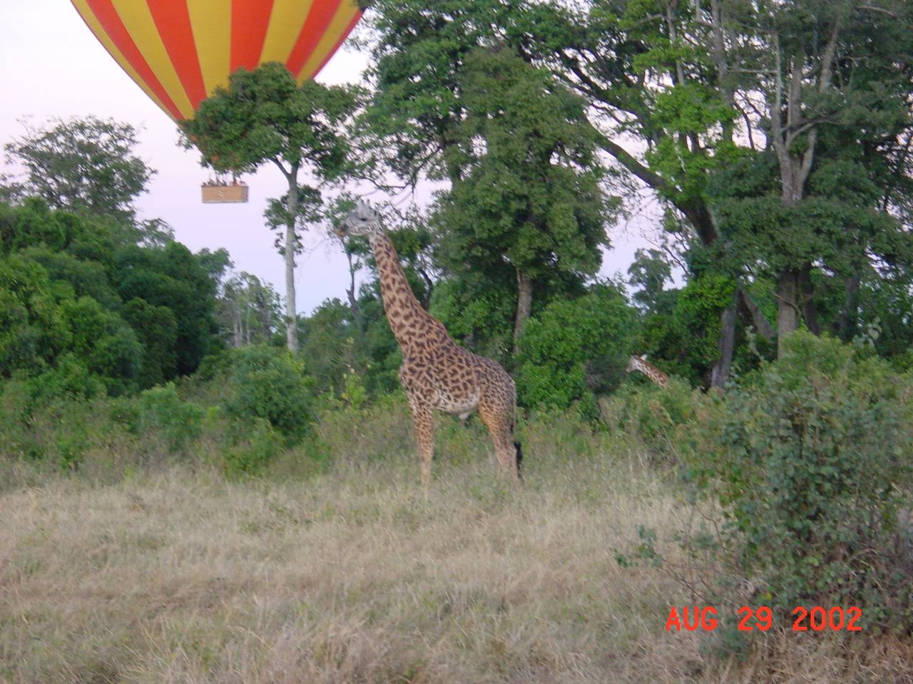 Giraffe