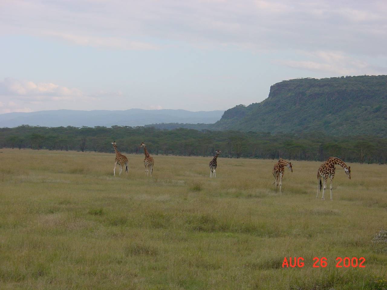 Giraffes