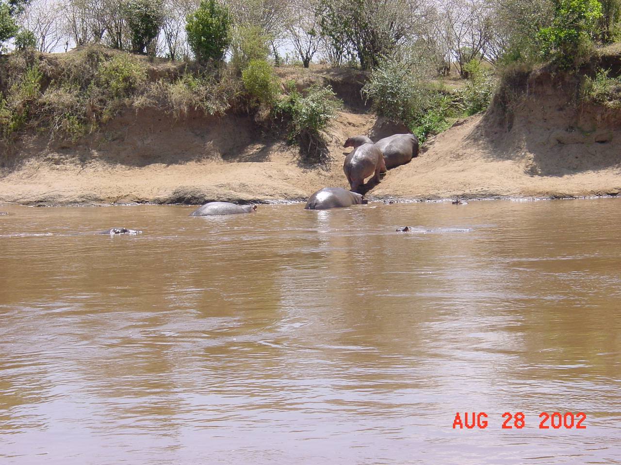 Hippos