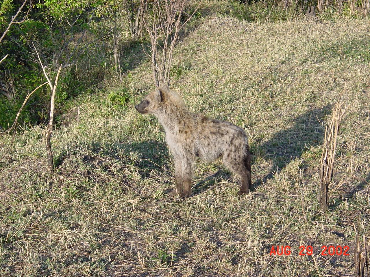 Hyena