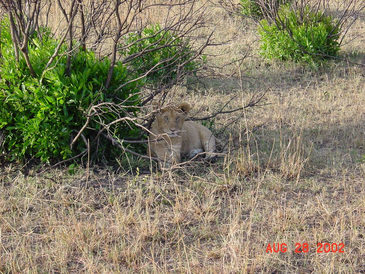 Lion