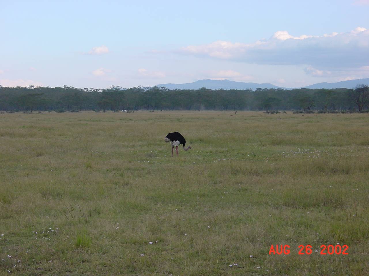 Ostrich