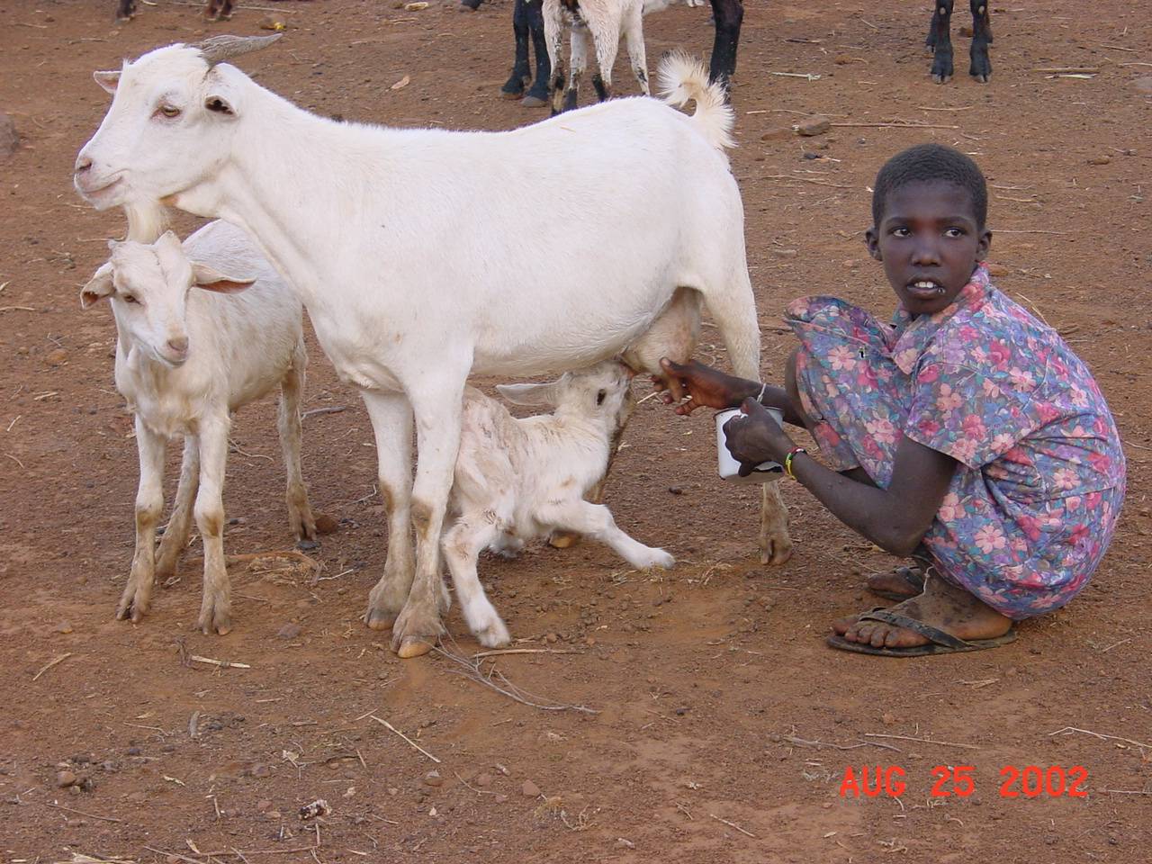 Girl Milking Goat