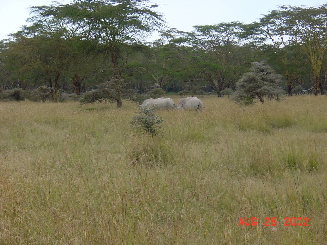 White Rhino
