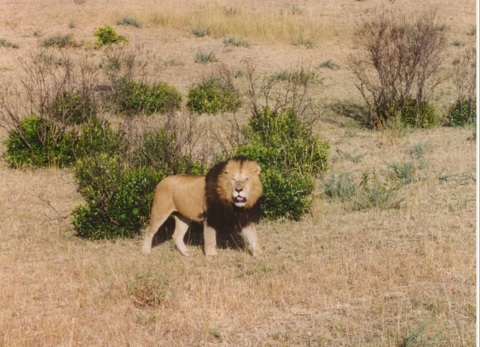Male Lion