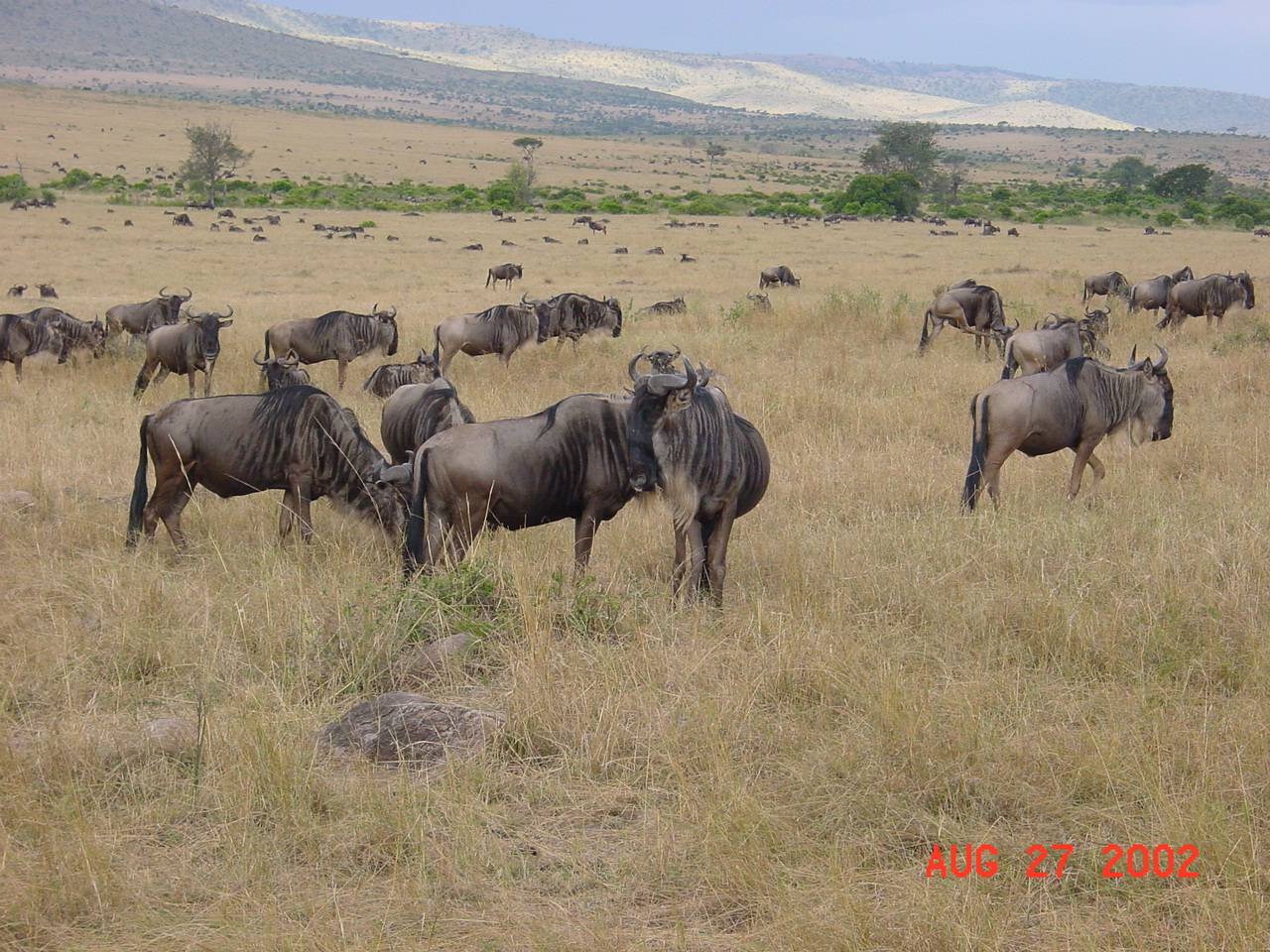 Wildebeests