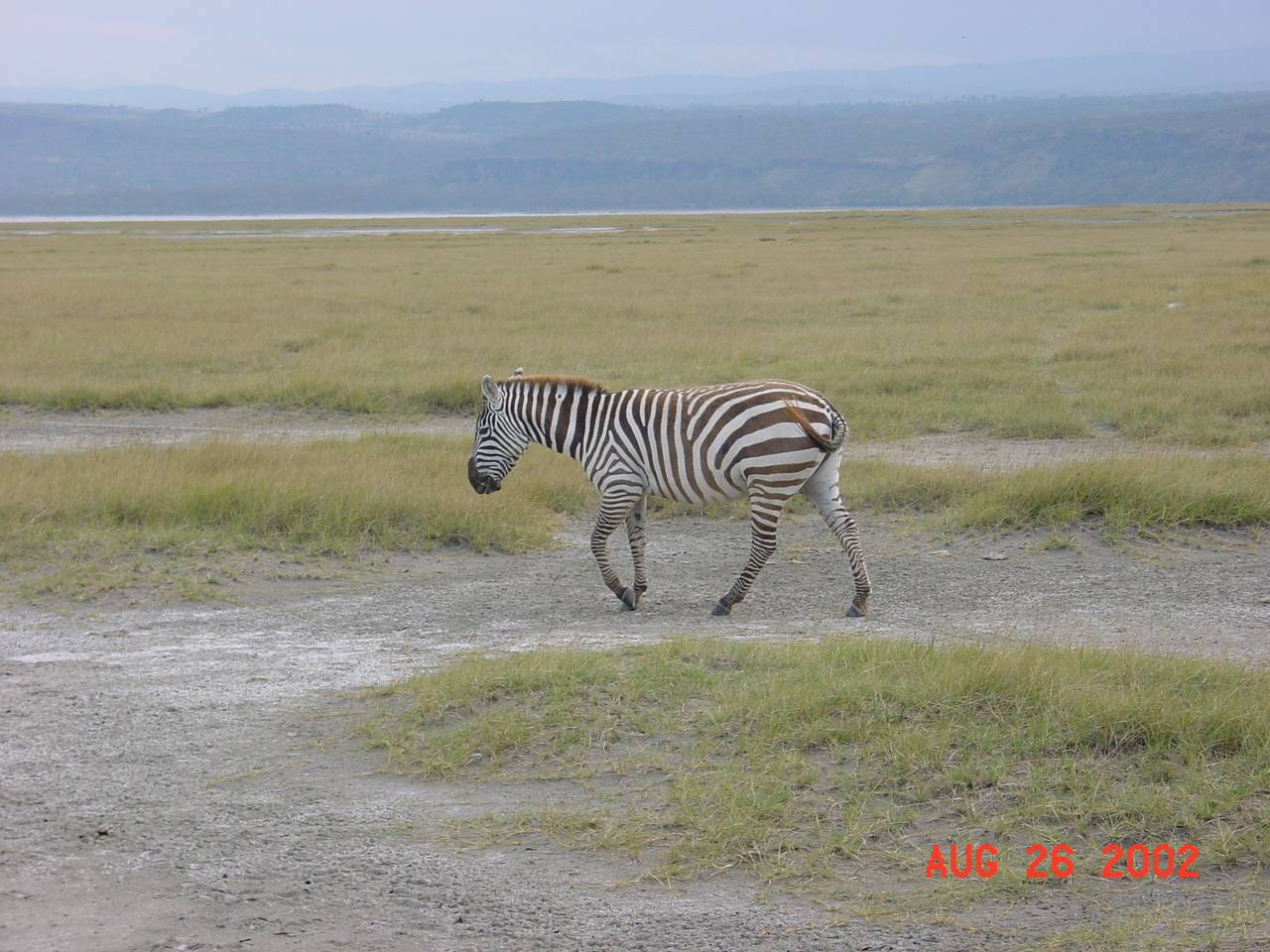 Zebra
