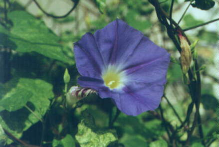 Heavenly Blue Morning Glory