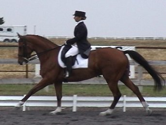 medium canter
