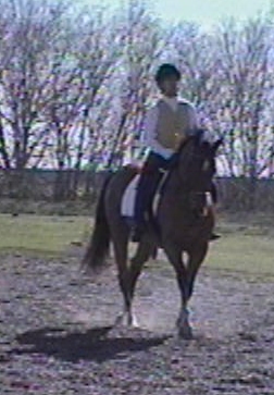 canter halfpass