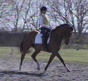 Extended trot