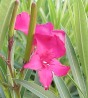 Oleander