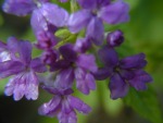 Small unnamed Purple flower