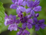 Anther shot of purple flowers