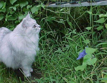 Cinderella in the garden 1998 Summer