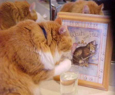 wash your paws!