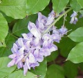 Another wisteria shot