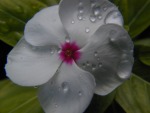 Small white flowers