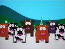 cows